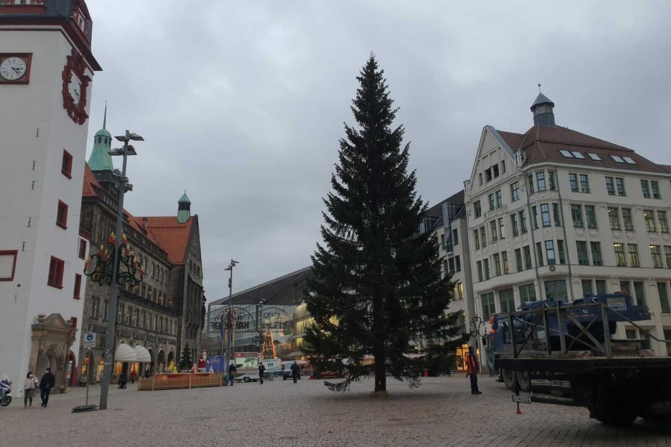 Er steht! Der zweite Chemnitzer Weihnachtsbaum.