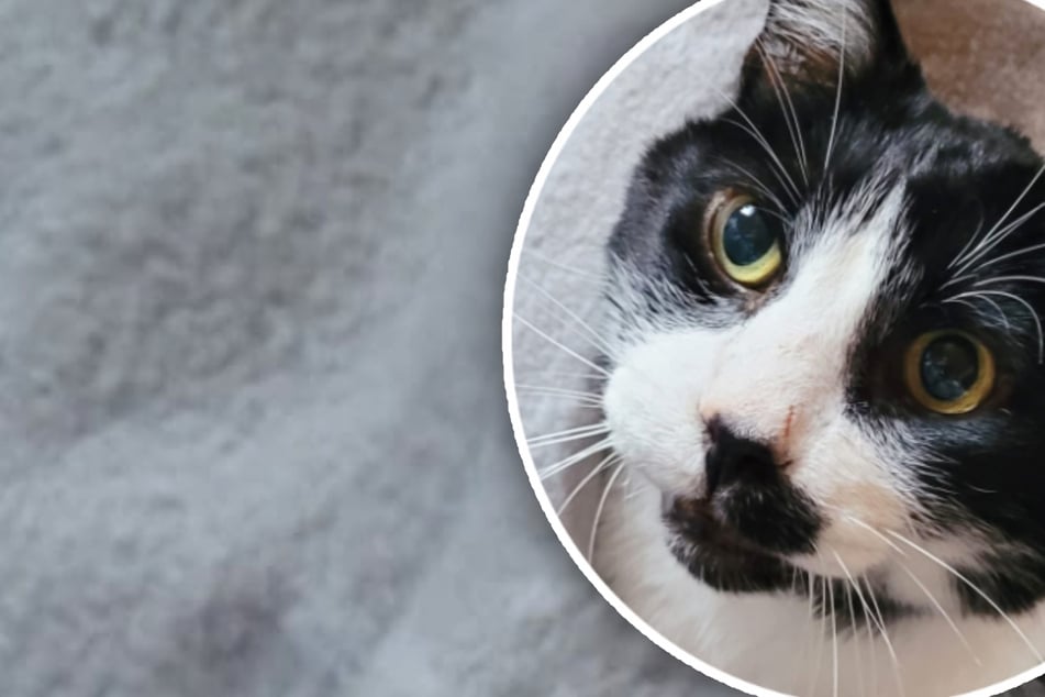 Einzelprinz sucht sein Für-immer-Zuhause: Mummel ist ein echter Herzensbrecher