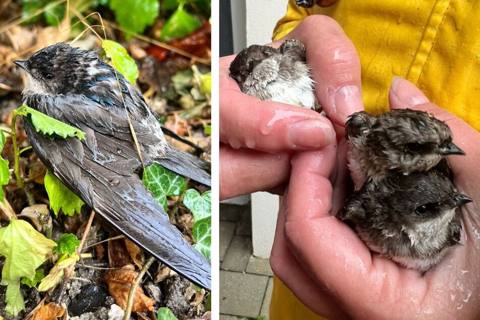 Zahlreiche Vögel konnte der "Tierschutz Austria" bereits retten - doch der Verein braucht dringend Hilfe.