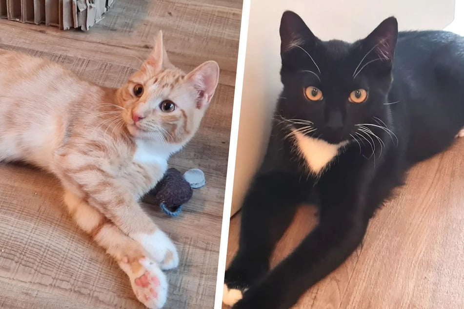 Los gatos llegaron al refugio como “salvajes”.