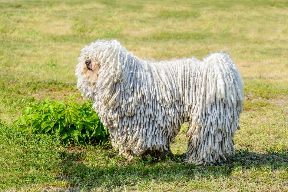 Der Puli ist eine weniger bekannte Hunderasse mit außergewöhnlichem Fell.