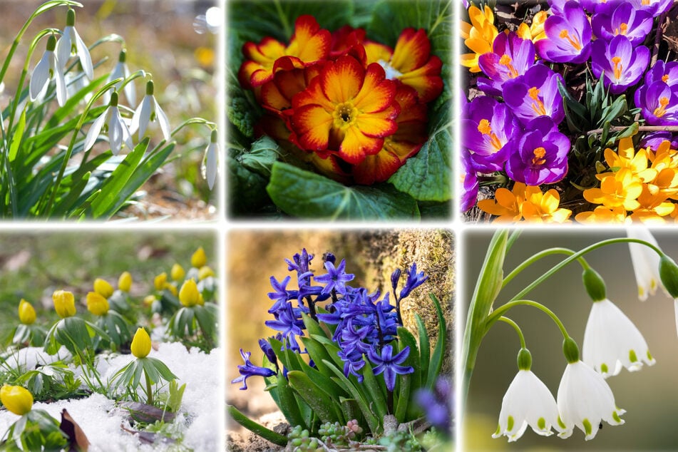 Kennst Du diese Frühlingsblumen? Teste Dein Wissen im großen Frühblüher-Quiz!