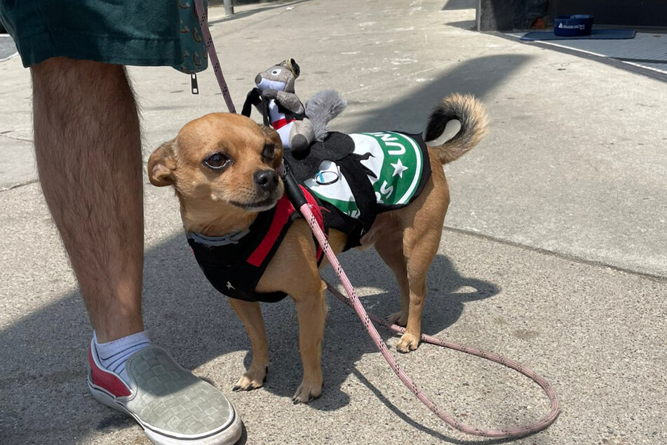 A union pup shows up to support Starbucks workers in Boston.