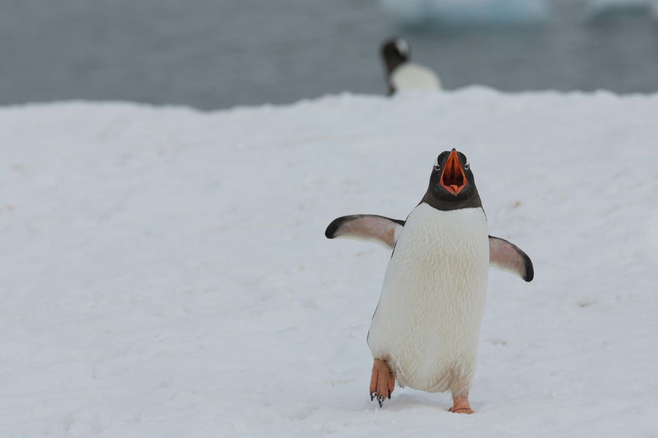 Penguins face an existential threat from climate change and increasing UV radiation.