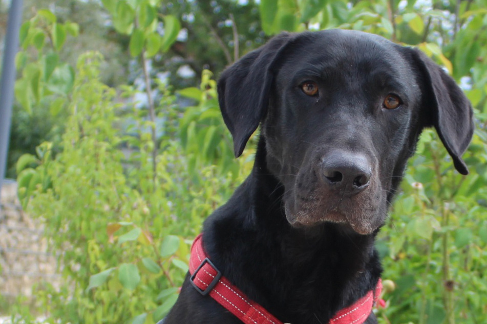 Labrador-Mix Dexter: Seine größte Leidenschaft ist auch sein größtes Problem