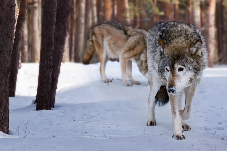 Wölfe: Gericht entscheidet: Wölfe dürfen in ihrem eigenen Schutzgebiet erschossen werden