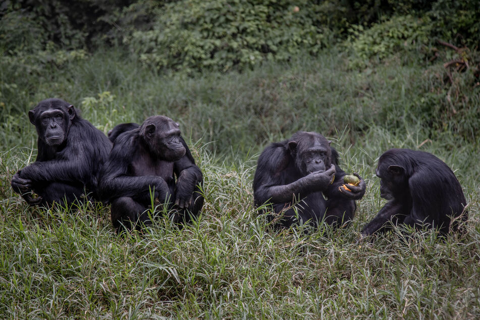 Schimpansen-Tragödie in Schweden: Drei Tiere mussten getötet werden!