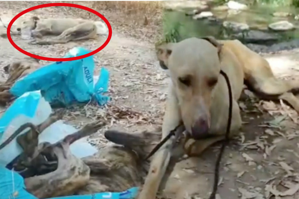 Geschlagen, in Plastikbeutel gesteckt und in den Fluss geworfen: Windhund überlebt