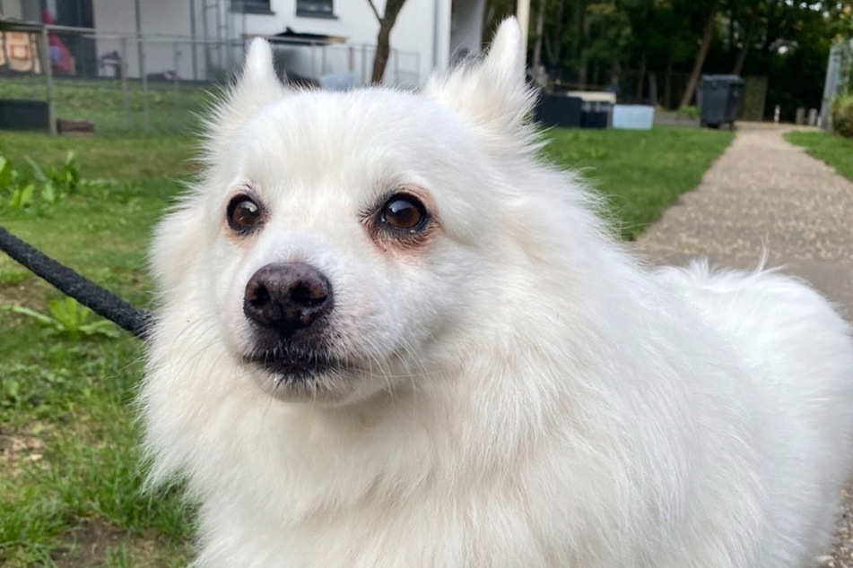 Hund "Asti" wurde kürzlich ins Tierheim nach Bergheim gebracht.