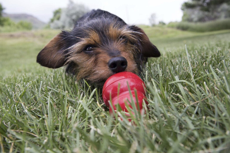 Through some extra snacks into the mix and the KONG Extreme Dog Toy is guaranteed to keep your pooch's attention!