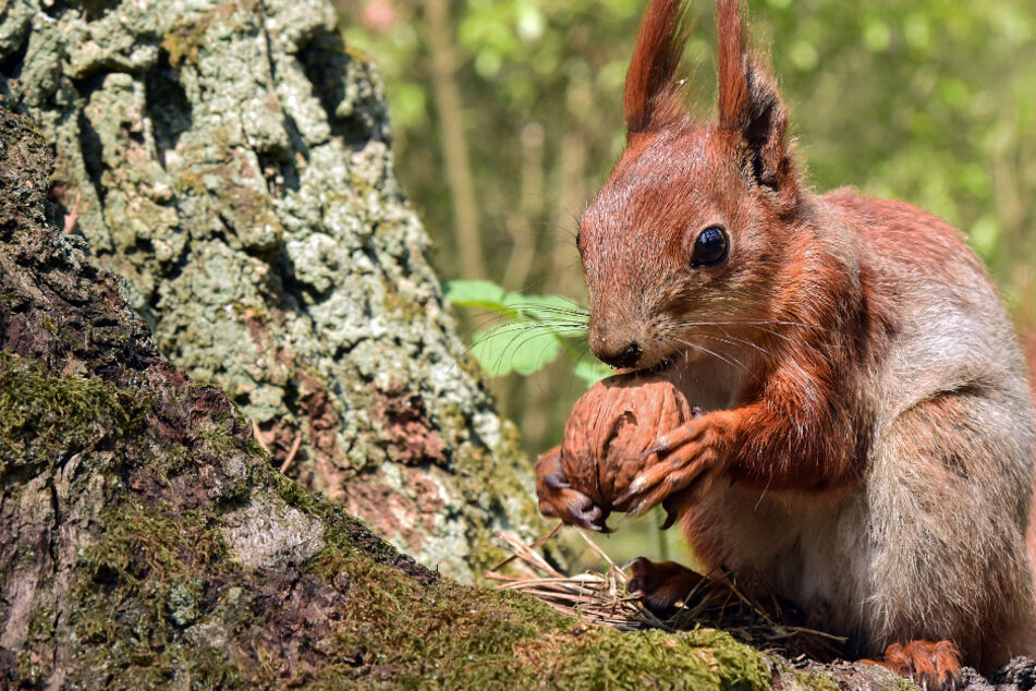 Eichhörnchen fühlen sich dieses Jahr richtig wohl, doch ihre Zukunft ist nicht rosig
