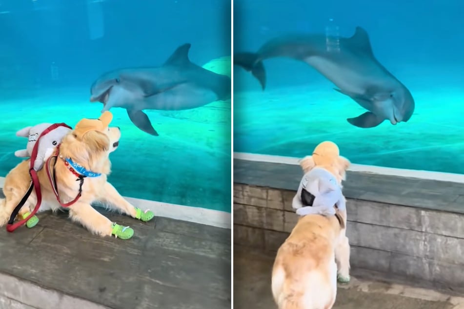 Golden Retriever Donut schreckt zurück, während der Delfin den Kontakt zu ihm sucht.