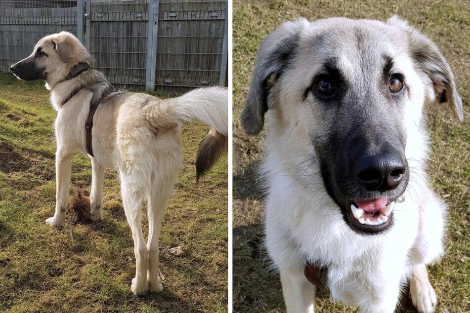 Mischling Odin aus dem Hamburger Tierheim ist auf der Suche nach einem neuen Zuhause.