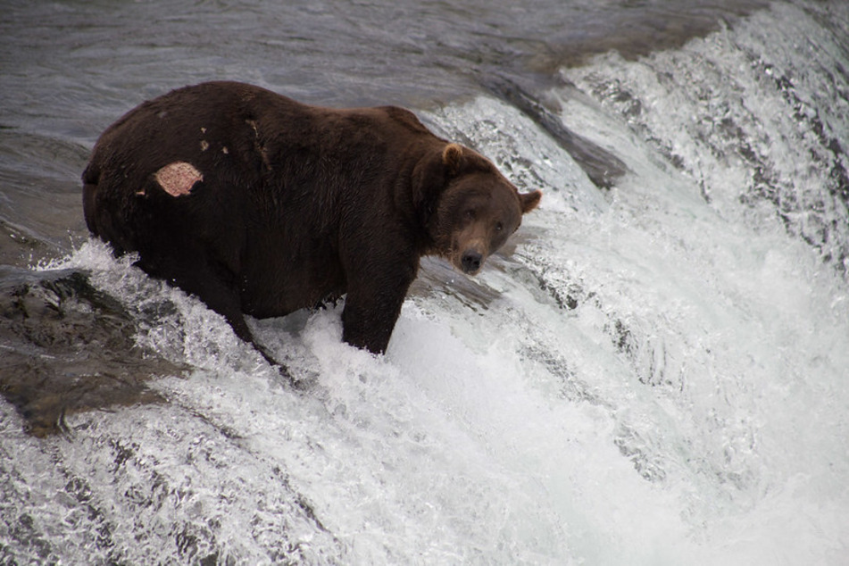 Bear 151 Walker has got some scars from fighting for dominance.