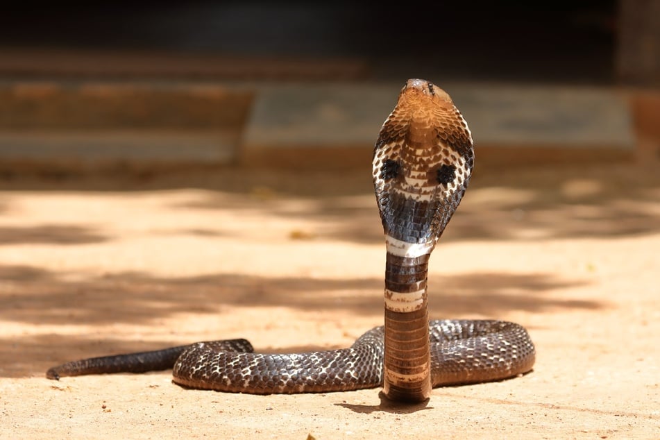 Der Mann (25) kaufte die Kobra von einem Schlangenbeschwörer. (Symbolbild)