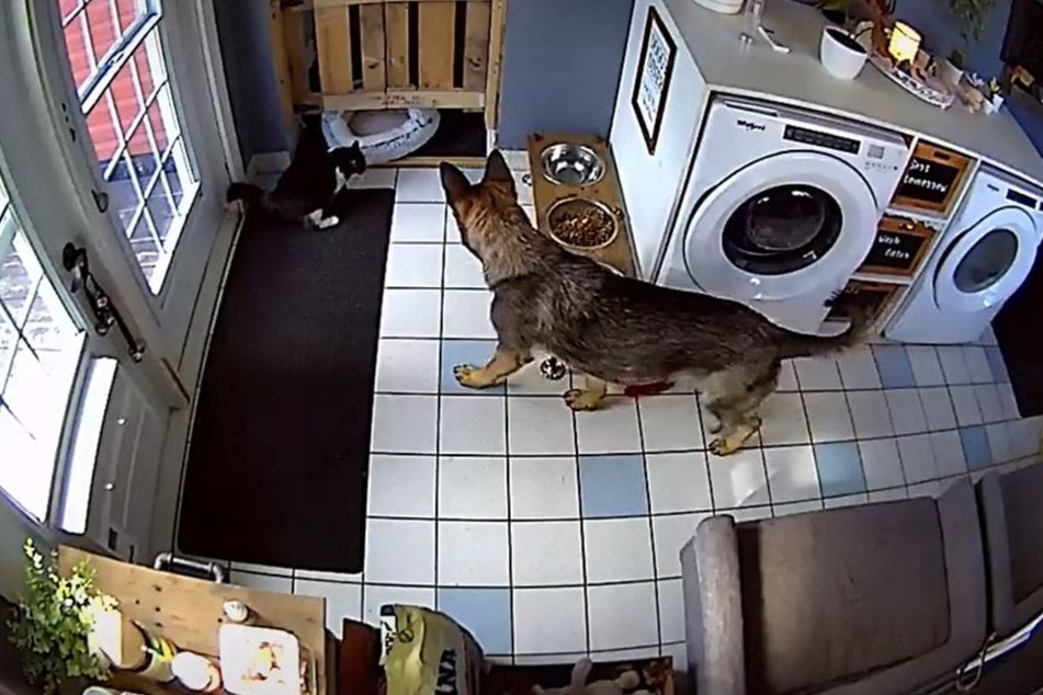 Charlotte brought her bed across the house to be in the same room as her dog siblings!