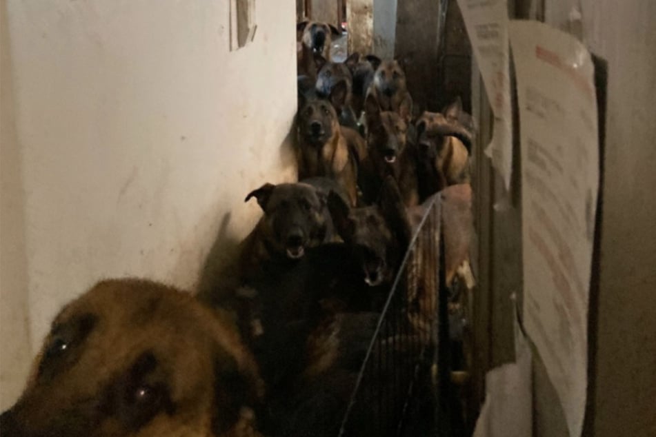 Rund 50 Hunde haben Tierschützer in einer Wohnung im Stadtteil Queens entdeckt.