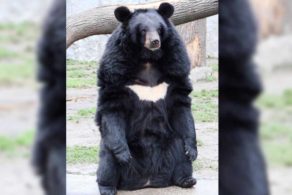 Asiatische Schwarzbären (im Bild) sind genetisch eng verwandt mit dem Amerikanischen Schwarzbären.