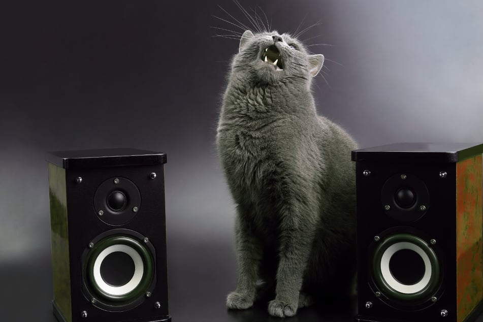 Katzen hören lieber Musik, die ganz speziell für sie entwickelt wurde. (Symbolbild)