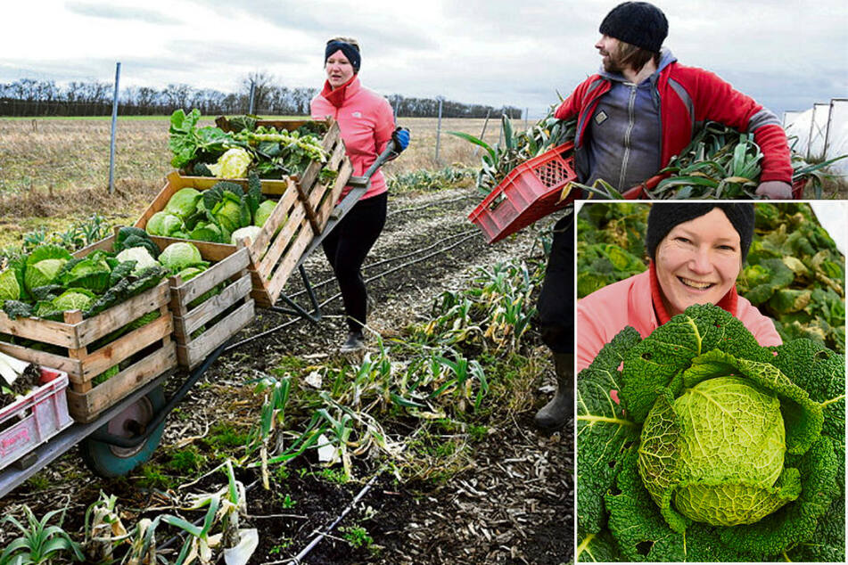 Junges Gemüse vom knackigen Acker: Solidarische Landwirtschaft bei Anne & Phil