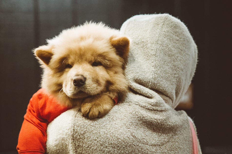 Chow-Chows are loving, fluffy, and expensive dogs.