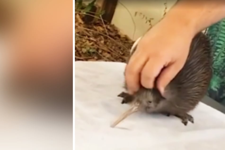 Videoaufnahmen zeigen, wie der Vogel von Besuchern teilweise viel zu grob angefasst wird, sogar am empfindlichen Schnabel!