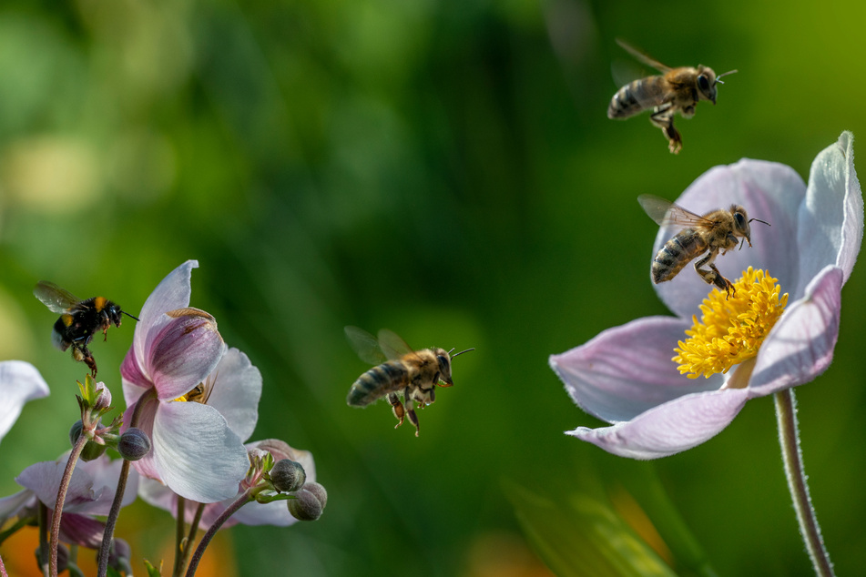 Insects provide important services to the environment, including pollination (stock image).