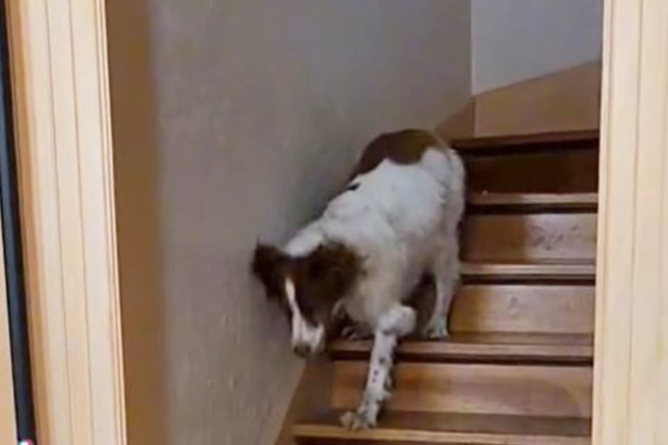 This dog with three legs gets around just fine and has his own walking style.