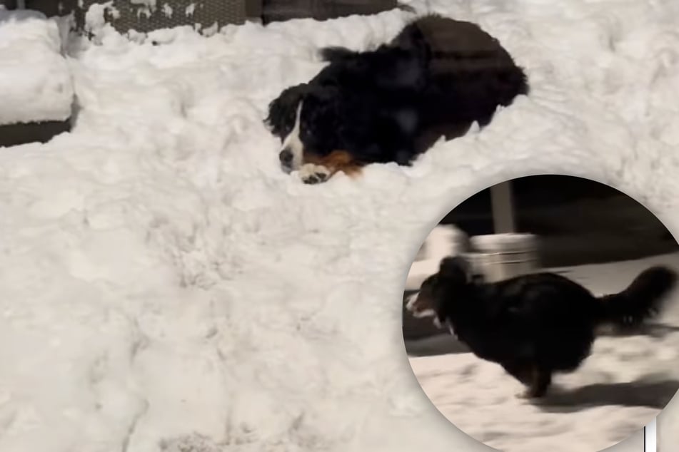 Herrchen will Hund ins Warme schaffen: Was der Vierbeiner dann macht, bringt so viele zum Lachen