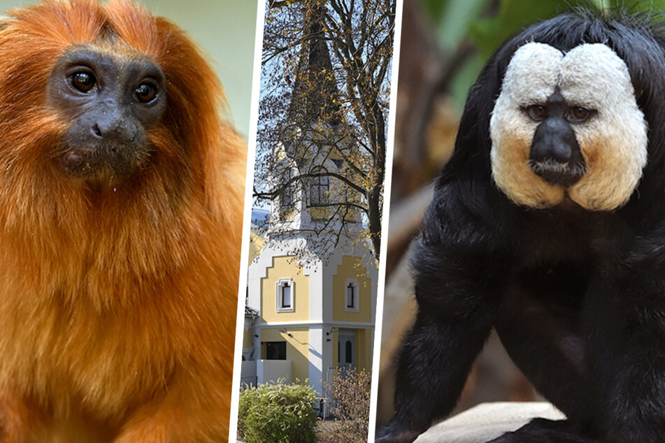 Die Tiere sind los: Dschungel-Erlebniswelt im Kölner Zoo eröffnet!