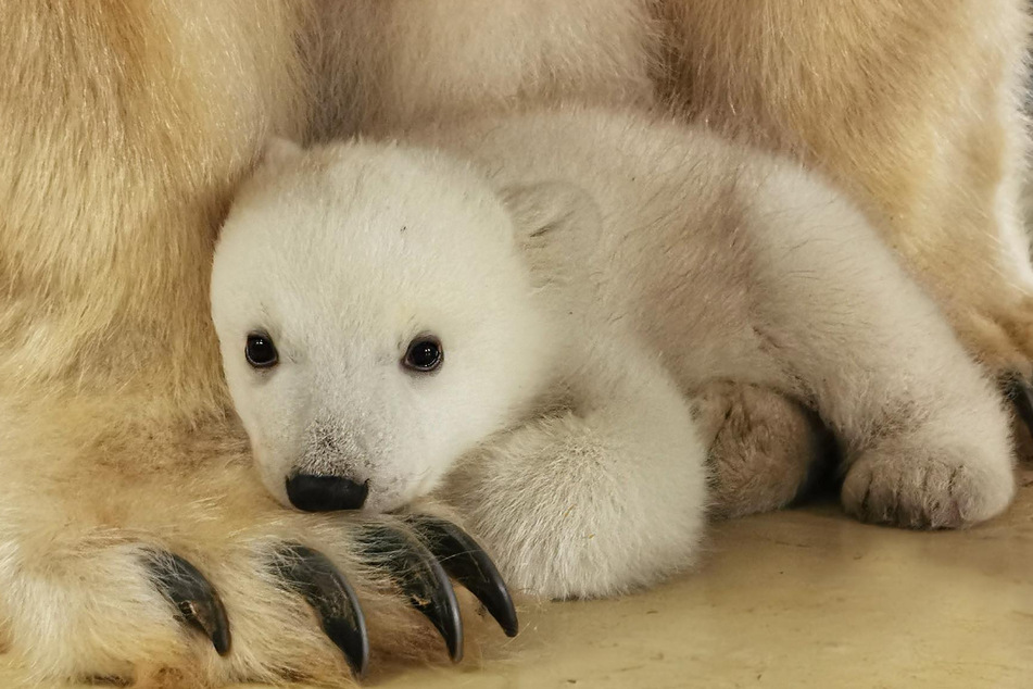 Das Eisbärenbaby kuschelt sich an seine Mutter.