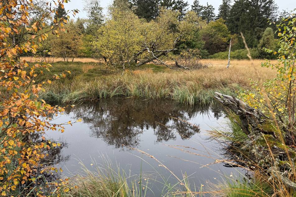 Das Hochmoor Breungeshainer Heide im Vogelsberg liegt in der Nähe des Hoherodskopfs.
