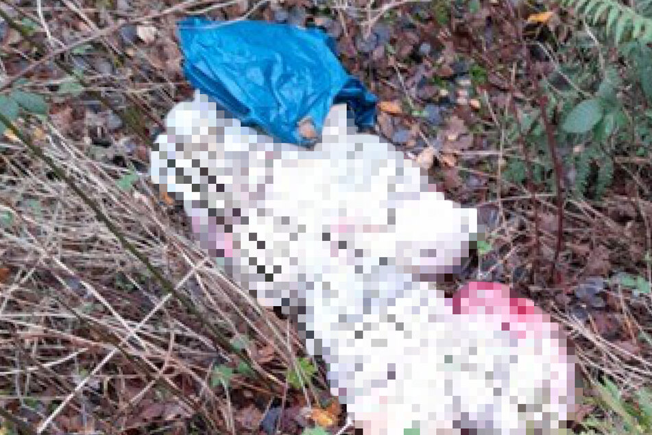 Eine Spaziergängerin fand in Elmshorn Gedärme am Wegesrand.