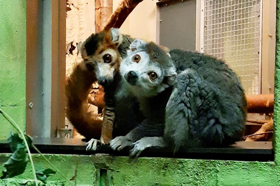 Da haben sich zwei gefunden. Tingsy (l.) und Amalia beim Kuscheln.