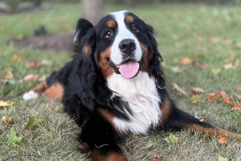 Hund Charlie konnte nach einer Woche allein in der Wildnis zu seiner Familie zurückkehren.