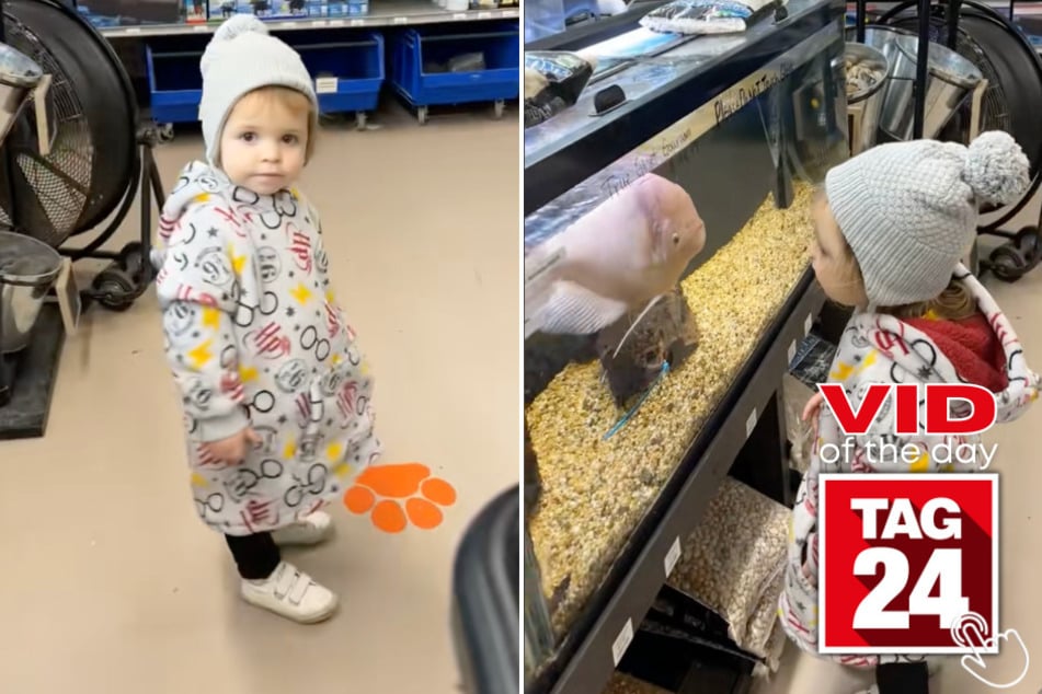 Today's Viral Video of the Day features a little girl who had a hilarious encounter with a ginormous fish at a pet store!