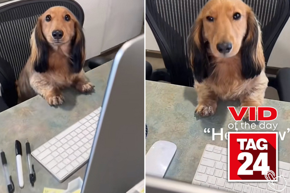 This adorable Dachshund named Petey has taken over TikTok with his adorable receptionist skills in today's Viral Video of the Day!