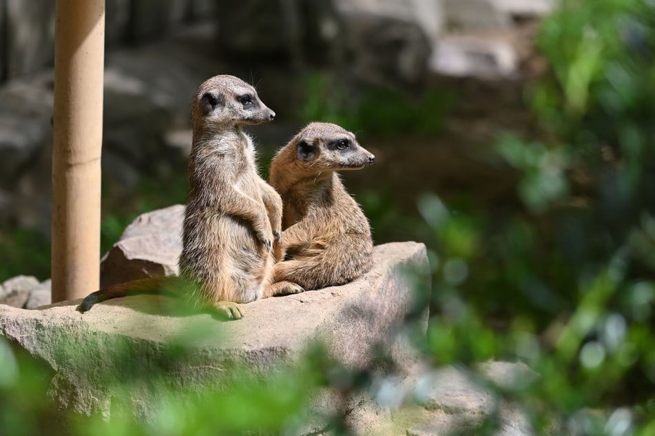Die beliebte Erdmännchen-Anlage wurde vom Tierparkförderverein gebaut.