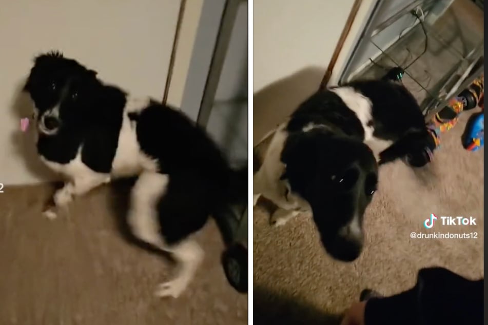 This dog refused to go out in the rainstorm – to the delight of TikTok.