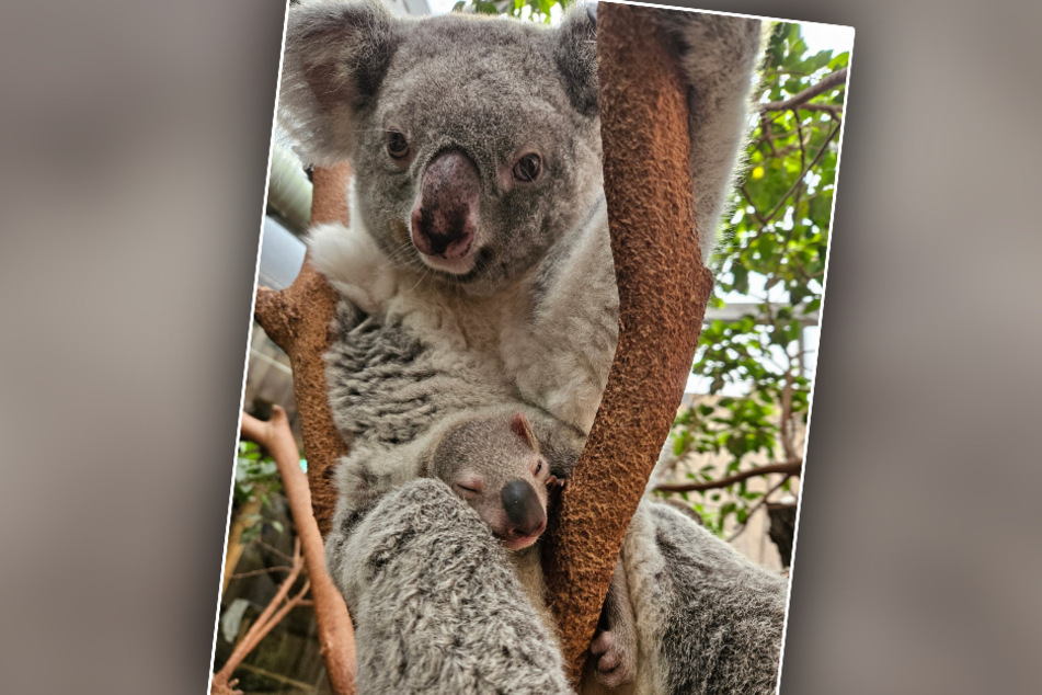 Das kleine Koala-Baby hat sich seit seiner Geburt vor rund 180 Tagen prächtig entwickelt.
