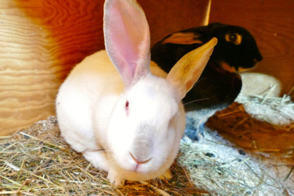 Kaninchen Thunder und Bud Spencer.