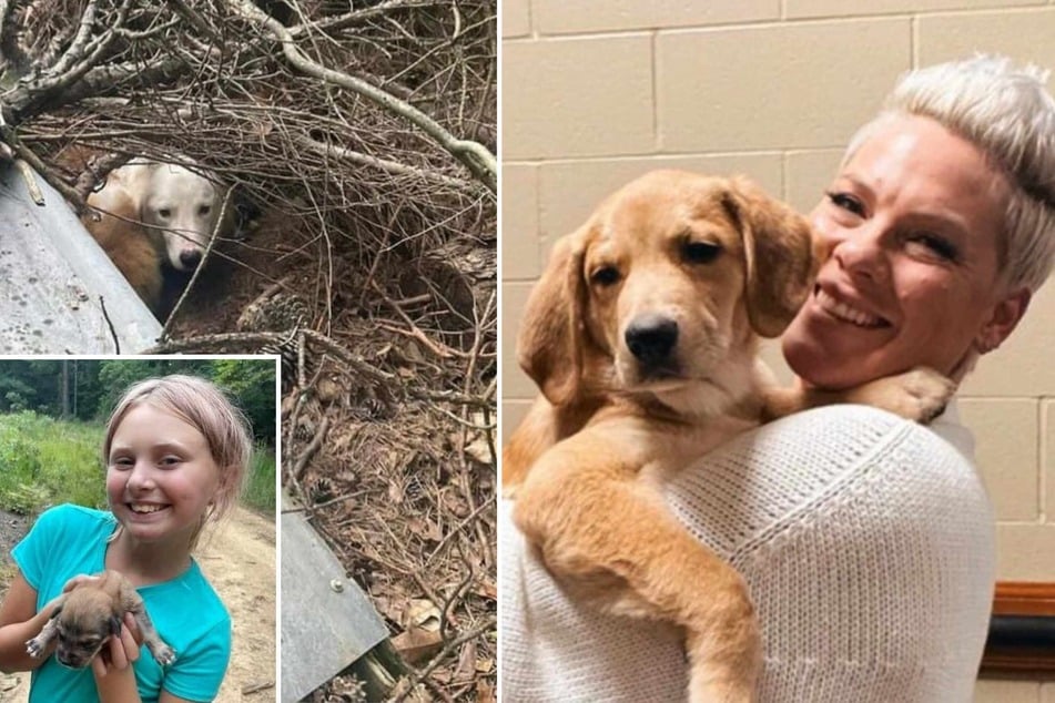 Pink adopts stray puppy after brave little girl's rescue operation