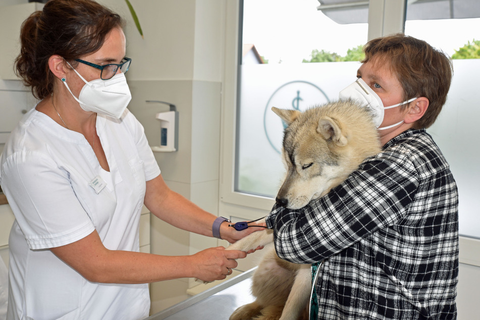 Auch die regelmäßigen Tierarztbesuche werden von ihren Gastgebern übernommen.