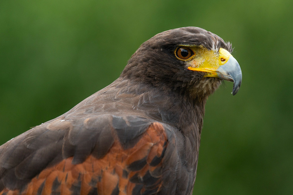 Vor allem Greifvögel, wie dieser Bussard, werden Opfer der Tiertöter. (Symbolbild)