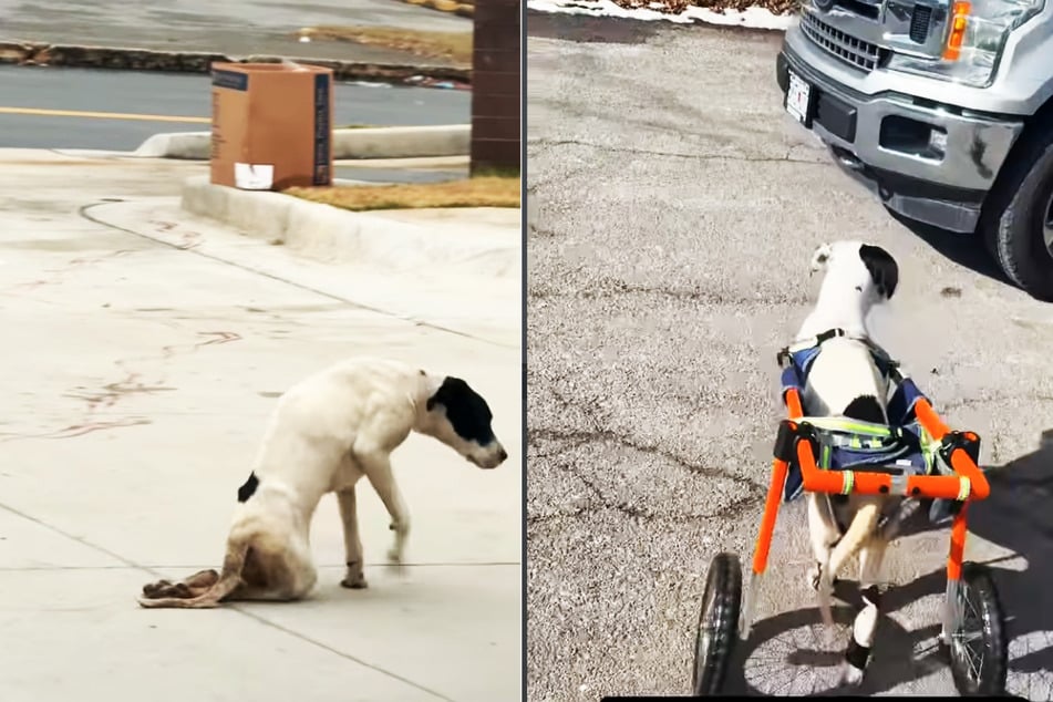 Zwischen diesen Bildern liegen nur ein paar Wochen: Beanie wurde schwer vernachlässigt an einer Tankstelle entdeckt. Mittlerweile kann sie sich mithilfe eines Rollstuhls selbst fortbewegen.
