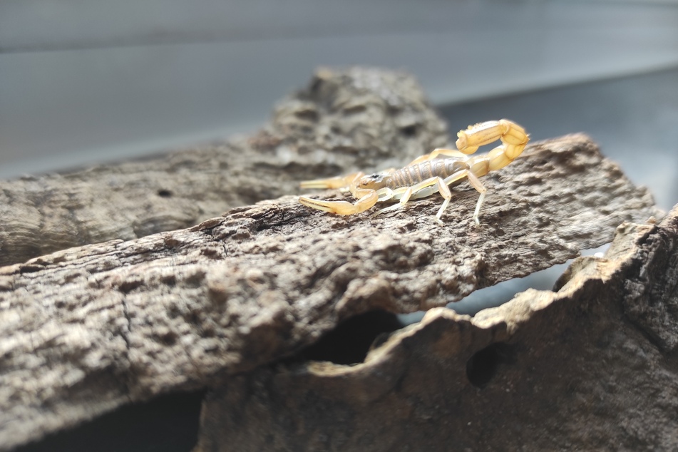 Ein Reptilien-Fachmann stellte vor Ort fest, dass der leicht bis mittel giftige Skorpion sich in einem guten Gesundheitszustand befand.