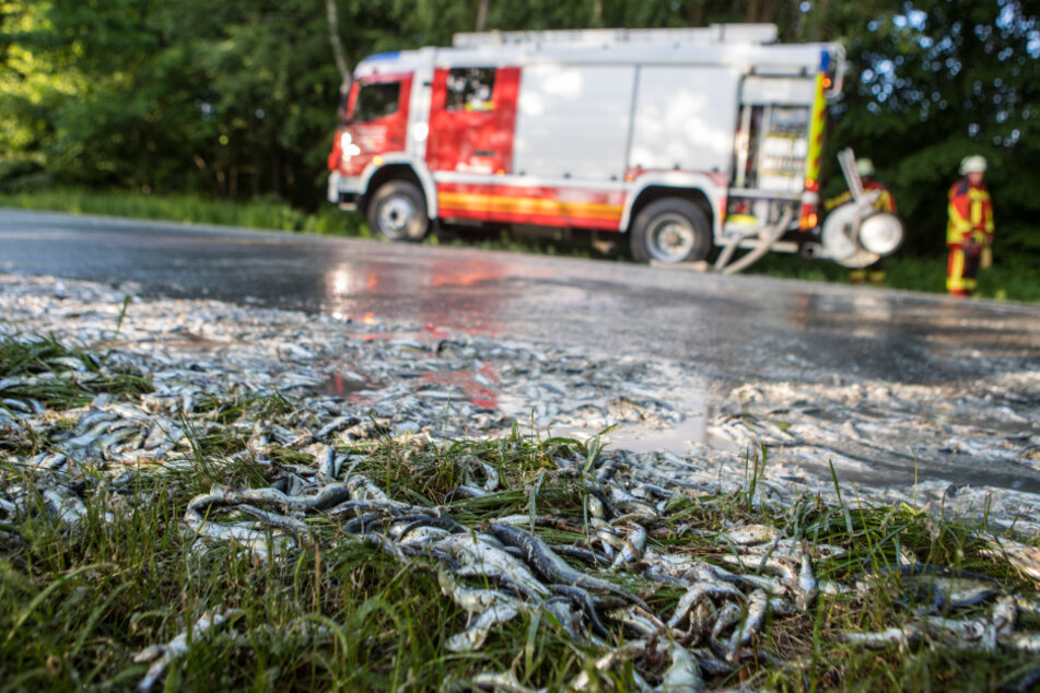 Lauter tote Fische liegen auf der Bundesstraße in Neu Wulmstorf.