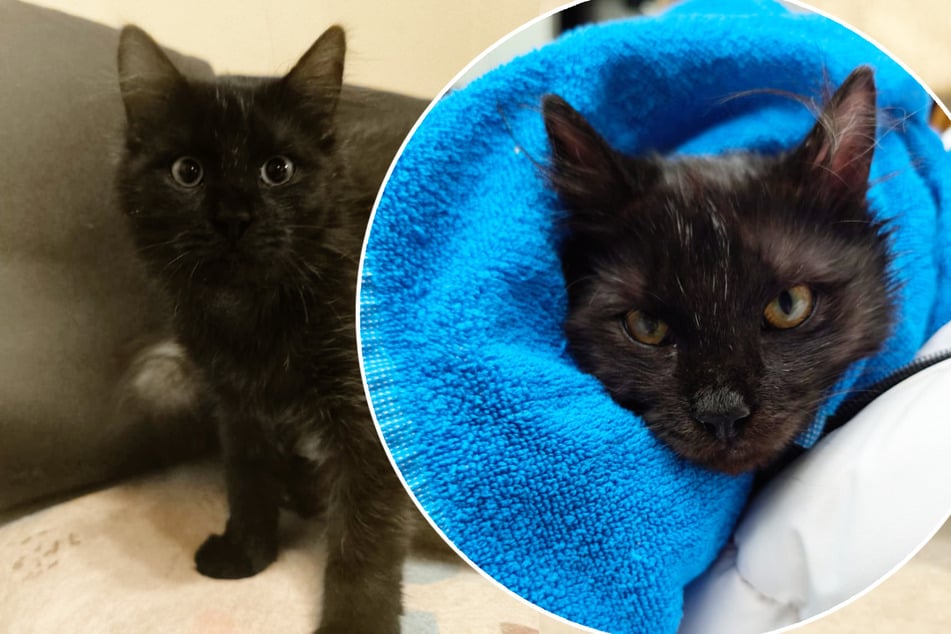 Todkranker Kater Besen schien gerettet, dann schlug das Schicksal zu