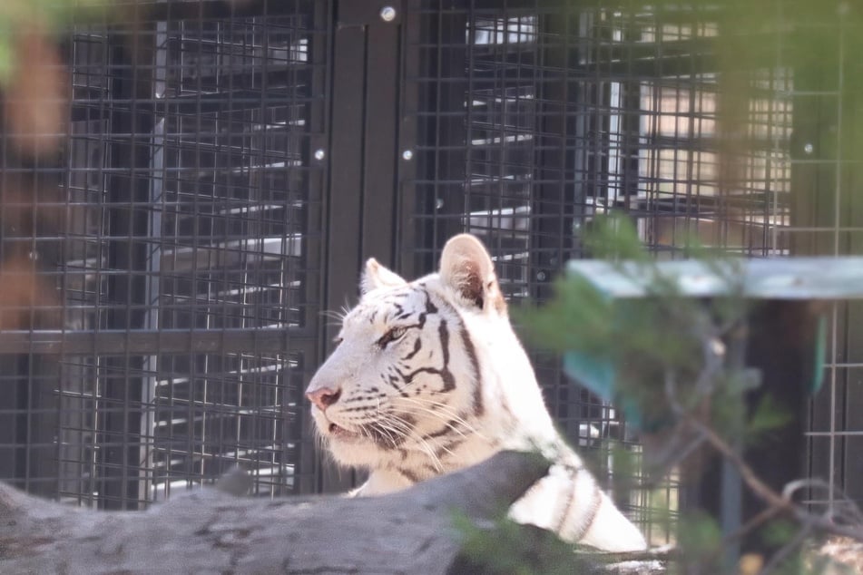 Die Tiger-Dame Saphira wurde mit ihren fünf Jungen nach Spanien gebracht.