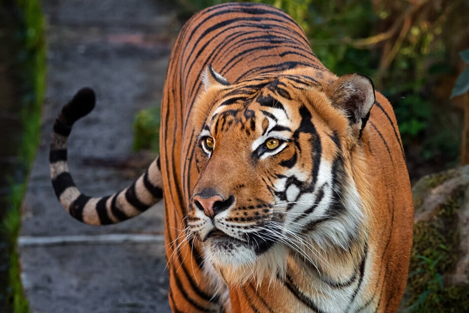 Tigers and other big cats can suffer from stiff joints as they age (stock image).